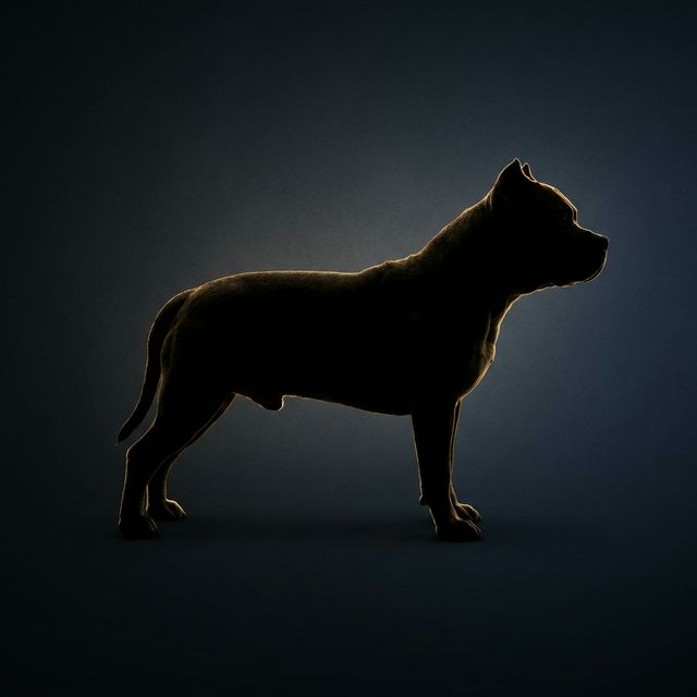 STALLION BULLYS SAMUEL ETO'O